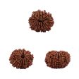 11 Face Rudraksha Bead - 22 mm | Nepali 11 Mukhi Rudraksha Bead for Men & Women Online Sale