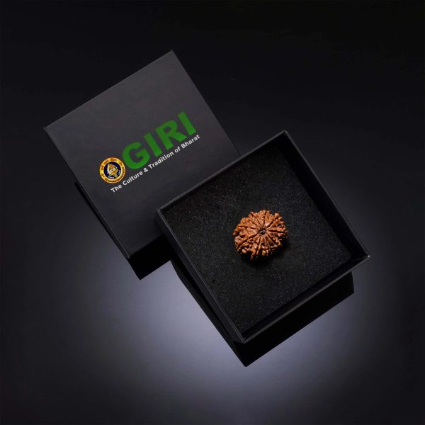 11 Face Rudraksha Bead - 22 mm | Nepali 11 Mukhi Rudraksha Bead for Men & Women Online Sale