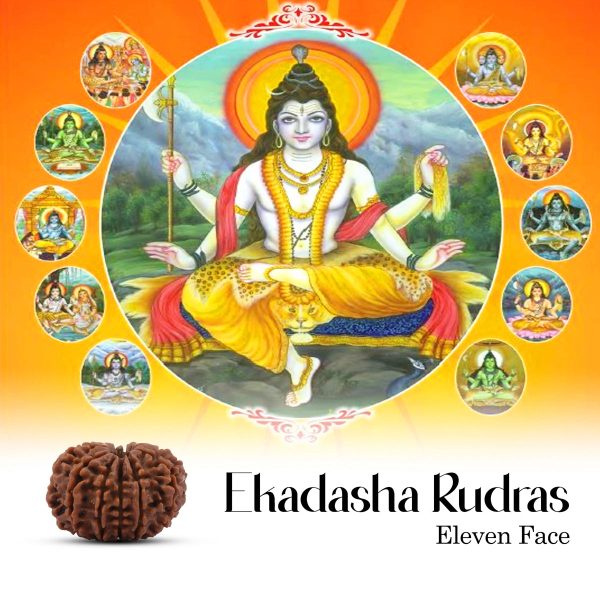 11 Face Rudraksha Bead - 22 mm | Nepali 11 Mukhi Rudraksha Bead for Men & Women Online Sale