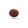 11 Face Rudraksha Bead - 22 mm | Nepali 11 Mukhi Rudraksha Bead for Men & Women Online Sale