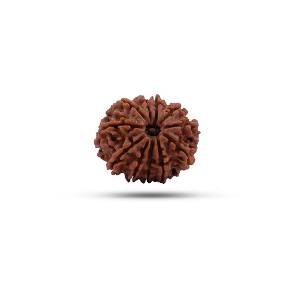 11 Face Rudraksha Bead - 22 mm | Nepali 11 Mukhi Rudraksha Bead for Men & Women Online Sale