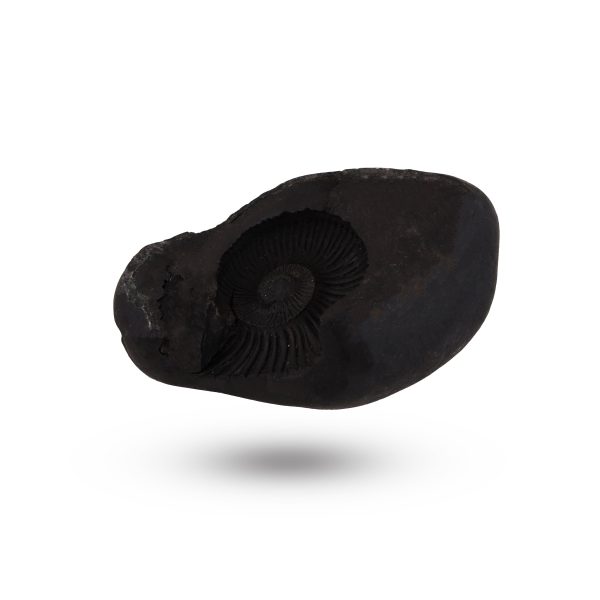 Shaligram - 1.5 x 3 Inch | Saligrama  Saligram  Salagrama Murti for Pooja Online