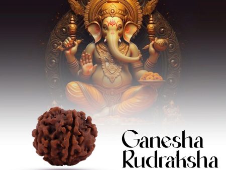 Ganesha Rudraksha | A Grade Ganesh Mukhi Rudraksha  Ganpati Rudraksha Bead for Men and Women For Cheap