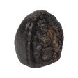 Krishna Shaligram - 3.5 x 2.5 Inches | Krishna Saligrama  Salagrama Murti for Pooja Online Hot Sale