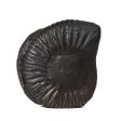 Raghavendra Shaligram - 4 x 1.5 Inches | Raghavendra Saligrama  Raghavendra Shaligrama for Pooja Cheap