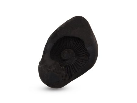 Shaligram - 1.5 x 3 Inch | Saligrama  Saligram  Salagrama Murti for Pooja Online