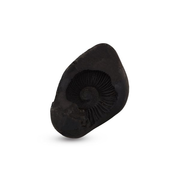 Shaligram - 1.5 x 3 Inch | Saligrama  Saligram  Salagrama Murti for Pooja Online