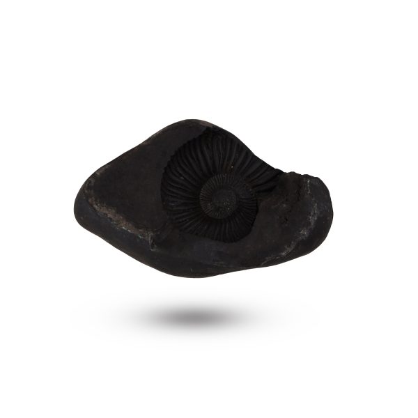 Shaligram - 1.5 x 3 Inch | Saligrama  Saligram  Salagrama Murti for Pooja Online