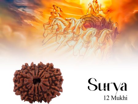 Rudraksha Beads - 12 Face | Rudraksh Beads  Ruthracham Beads for Men & Women Sale